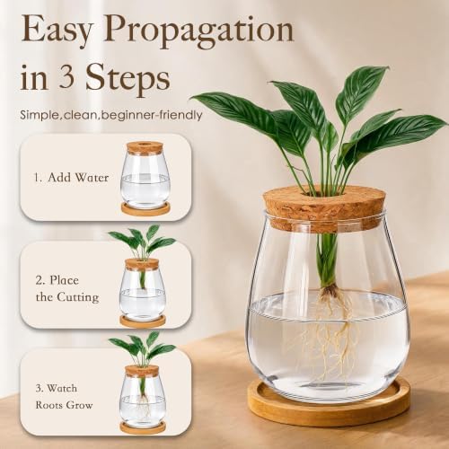 6 Pcs Plant Propagation Station Set, Glass Propagation Vases for Plants with Wooden Lids & Bamboo Stands, Hydroponic Vase Jars for Plant Cuttings, Terrarium Planters for Desk, Home Office Decor - Image 6