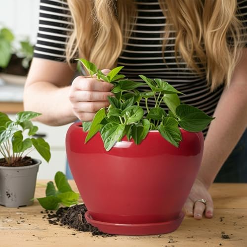 Ceramicfor Ceramic Planter for Indoor Plants, 8 Inch, Glossy Red - Image 5