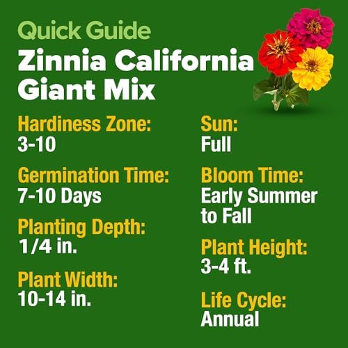 HOME GROWN California Giant Mix Zinnia Seeds, 14,600+ Seeds, Zinnia elegans - Image 5