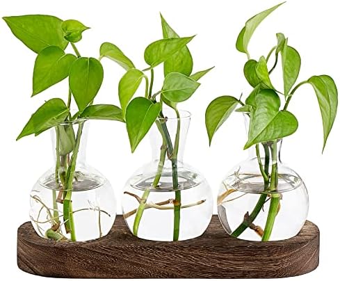 Mkono Plant Propagation Station, Desktop Glass 3 Bulb Vase Brown Wood Tray by Mkono