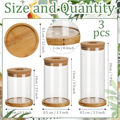 Maxcheck 3 Pcs 3 Sizes Plant Propagation Station Separated Glass Plant Terrarium Water Hydroponic Planter Holder with Lid and Wooden Stand Propagation Vase Pot for Home Indoor Office(Various Sizes) - Image 2