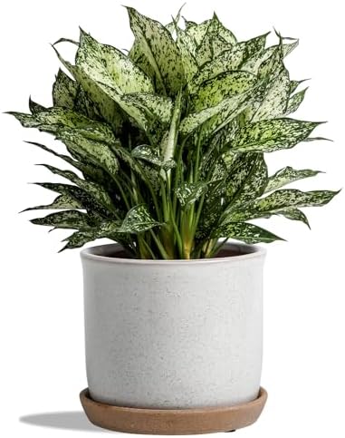 8 Inch Ceramic Planter with Drainage Hole & Bonded Saucer by Chubacoo