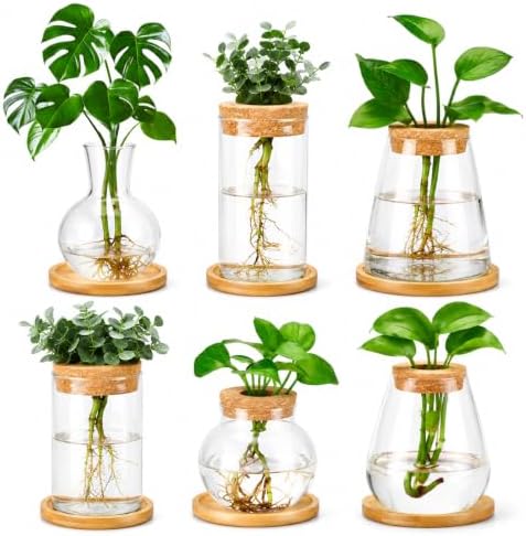 Honeydak 6 Pcs Plants Propagation Stations Planter Terrariums with Wooden Lid and Bamboo Stand Sphere Glass Propagation Vases for Plant Growing Hydroponic Home Office Tabletop Decoration - Image 5