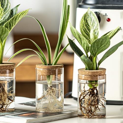 Glass Plant Propagation Station Set of 6, Modern Desktop Flower Vase for Succulent Cuttings, Home Office Decoration, Ideal Housewarming Gift for Living Room, Bedroom - Image 3