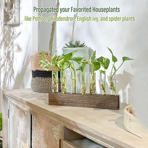 KAXYEW Desktop Glass Plant Propagation Station Test Tube Plant Terrarium in Wooden Stand for Hydroponic Plants Cutting Office Home Decoration - Image 3