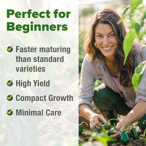 HOME GROWN Jalapeno Pepper Seeds, 129+ Seeds, Capsicum annuum - Image 4