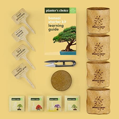 Bonsai Tree Kit for Beginners & Plant Lovers - Grow Your Own Bonsai - Image 4