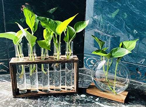 5 Tube Wooden Plant Propagation Station, Tabletop Glass Terrarium Holder for Cuttings Hydroponics, Home Office Desk Decor Gift for Women Mom Plant Lovers, Brown - Image 4