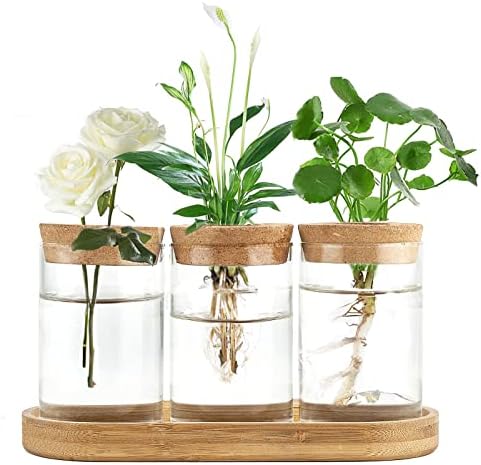 Dahey Plant Propagation Stations, 3 Pcs Glass Vases with Wooden Stand & Lid by Dahey