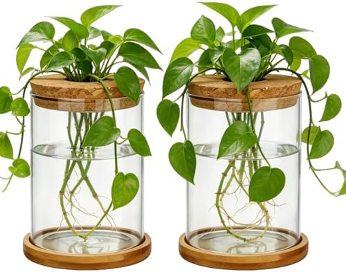 Glass Plant Propagation Stations, 2PCS by Unknown