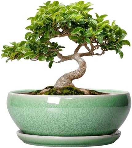 SQOWL Bonsai Planter - 8 Inch Ceramic Succulent Planters for Indoor Plants Outdoor, Shallow Round Planter with Drainage Hole and Saucer, Ceramic Bowl Planters, Home Decor, Birthday Gifts, Green by SQOWL