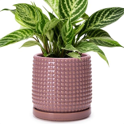 D'vine Dev Beaded Ceramic Pot with Saucer, 6 in, Blush Mauve, 27-C-X-K by DvineDevPlanterPotsandStand