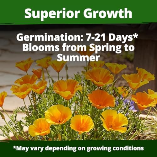 HOME GROWN Golden West Poppy 6000 Flower Seeds Eschscholzia californica - Image 3