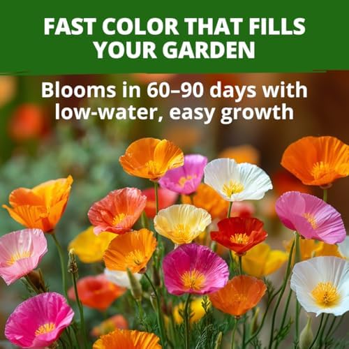 HOME GROWN Poppy Seeds, Formula Mix, 1,000 Seeds, Eschscholzia californica - Image 2
