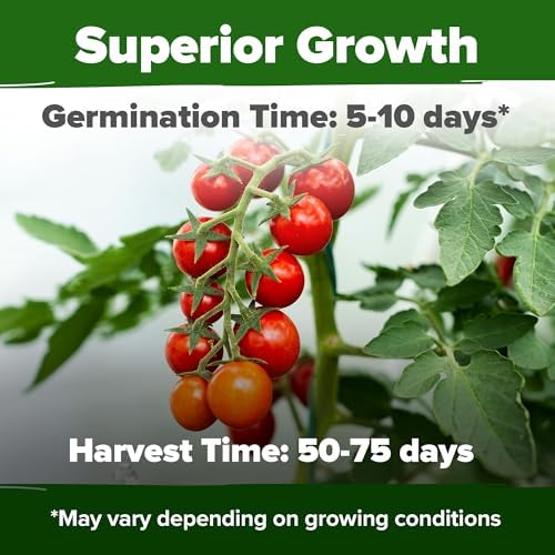 HOME GROWN Large Red Cherry Tomato Seeds, 500+ Seeds, Solanum lycopersicum - Image 2