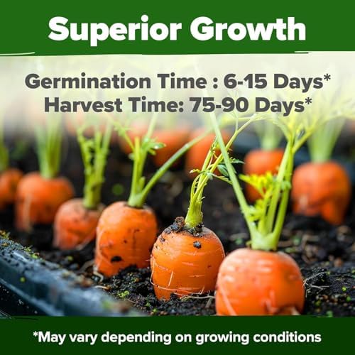 HOME GROWN Tendersweet Carrot Seeds, 3,000+ Seeds, Daucus carota sativus - Image 2