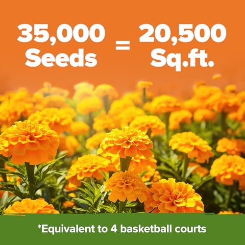 HOME GROWN Crackerjack Marigold Seeds, 35,000 Seeds, 4 oz - Image 2