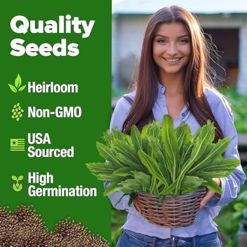 HOME GROWN Culantro Seeds, 360 Seeds, Eryngium foetidum - Image 2
