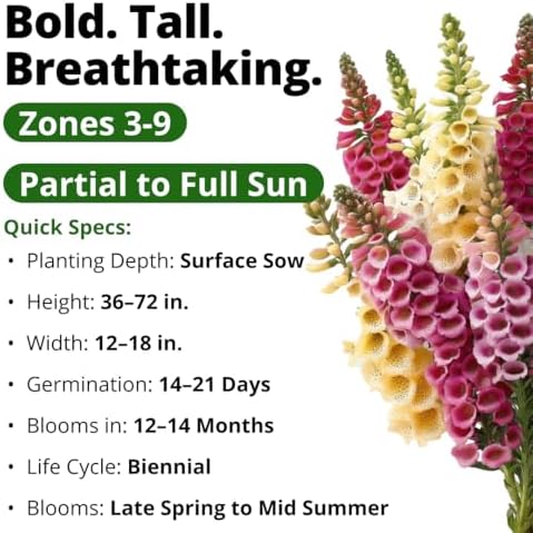 HOME GROWN Foxglove Mix 148,500 Flower Seeds 15g Digitalis purpurea - Image 3
