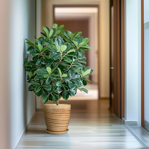 10 Inch Plant Pot Ceramic Pots for Plants with Drainage Hole and Saucer Round Flower Pot for Home Patio Garden Office Yellow - Image 6