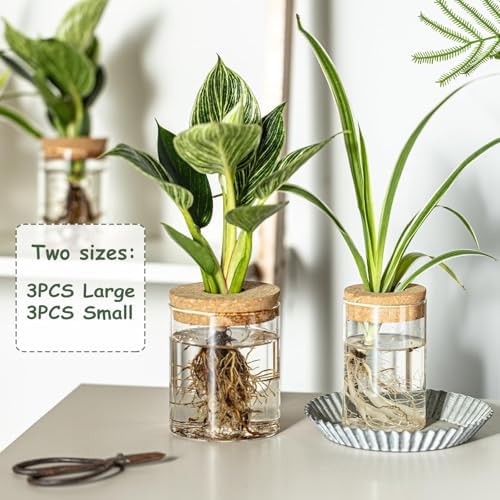 Glass Plant Propagation Station Set – Water Planting Glass Vase for Herb Cuttings,Succulent Water Rooting–Desktop Planter Jars for Home,Office,Living Room,Bedroom Decor(6PCS) - Image 4