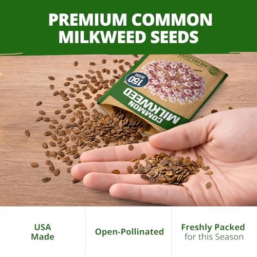 HOME GROWN Common Milkweed 150 Flower Seeds Asclepias syriaca - Image 7