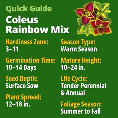 HOME GROWN Rainbow Coleus 900 Flower Seeds Plectranthus scutellarioides - Image 3
