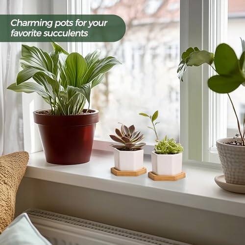 T4U Small White Succulent Planter Pots with Bamboo Tray Hexagon Set of 2, Geometric Ceramic Cactus Plant Holder, Succulent Plant Gifts for Gardener Women Coworker, Home Office Table Desk Decoration - Image 4