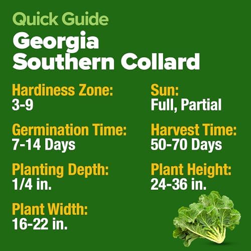 HOME GROWN Georgia Southern Collard Seeds, 300+ Seeds, Brassica oleracea - Image 5