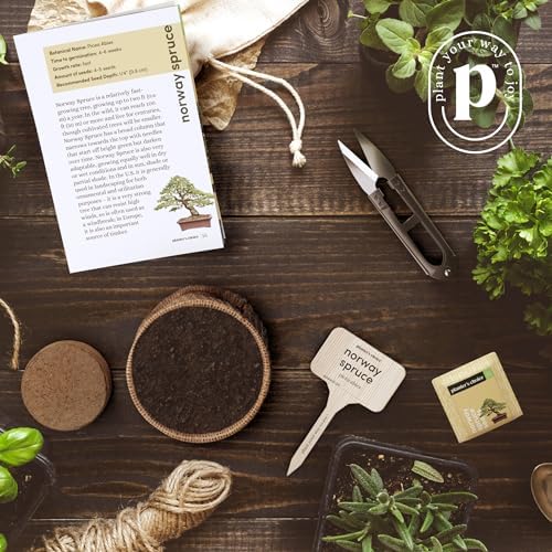 Bonsai Tree Kit for Beginners & Plant Lovers - Grow Your Own Bonsai - Image 6