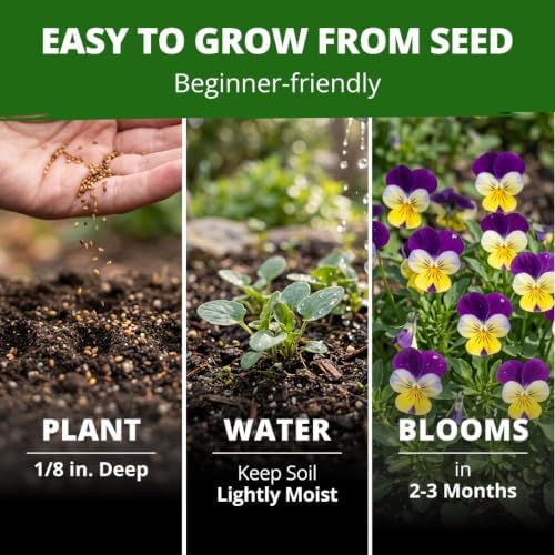 HOME GROWN Johnny Jump Up Helen Mount Viola Seeds, 1,500, Viola Tricolor - Image 4