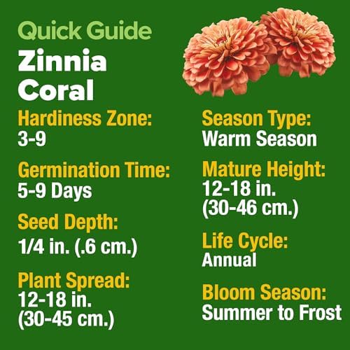 HOME GROWN Zinnia Seeds, Coral, 300 Seeds, Zinnia elegans - Image 4