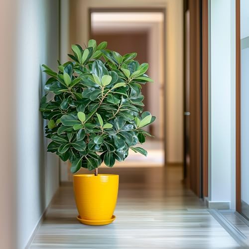 10 Inch Plant Pot - Ceramic Pot for Plants Outdoor Planter for Indoor Plants Large Plant Pot with Drainage Hole and Saucer Round Flower Pot for Home Patio Office Yellow - Image 5