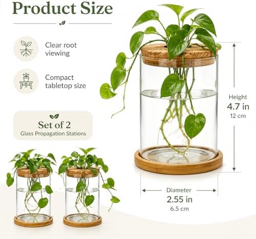 Glass Plant Propagation Stations, 2PCS - Image 2