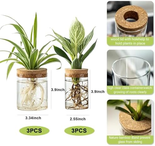 Plant Propagation Station,Hydroponic Glass Container Vase 2 Sizes Planter Propagated Jars for Desks, Houses, Garden Decorations,Home Kitchen Decorations and Gifts cu.20.5 (6pcs) - Image 2