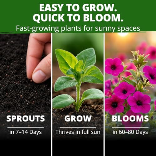 HOME GROWN Wild Petunia 3000 Flower Seeds Petunia violacea - Image 4