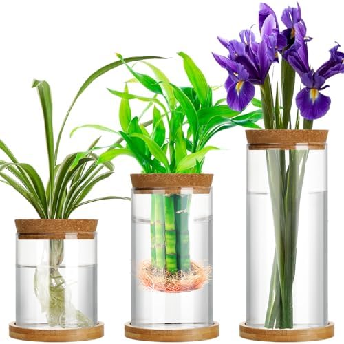 Maxcheck 3 Pcs 3 Sizes Plant Propagation Station Separated Glass Plant Terrarium Water Hydroponic Planter Holder with Lid and Wooden Stand Propagation Vase Pot for Home Indoor Office(Various Sizes) by Maxcheck