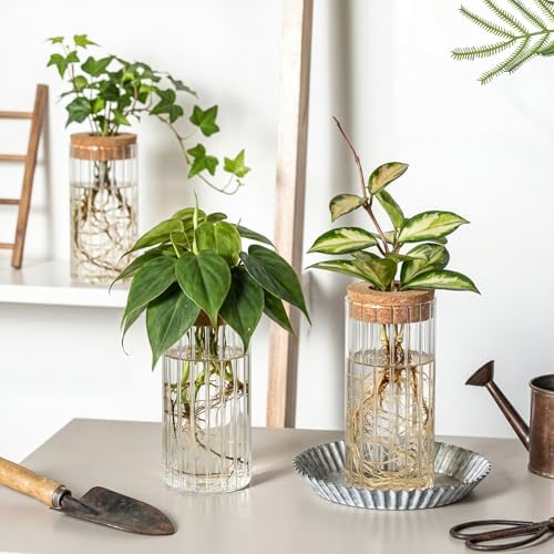 6 Set Propagation Station Jar Desktop Glass Planter Station Flower Vases Water Terrarium Jar with Cork Lid for Propagating Flower Plants Centerpiece Office Home Garden Decor(Medium) - Image 5
