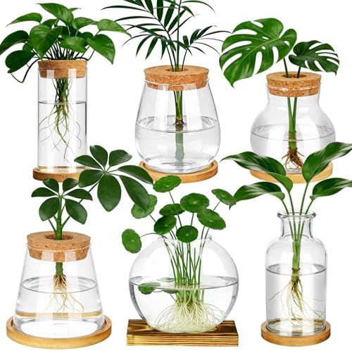 6 Pcs Plants Propagation Stations Glass Planter Terrariums with Wooden Lid and Bamboo Stand Desktop Propagation Vases Jars for Plant Growing Hydroponic Home Office Tabletop Garden Decoration by Unknown