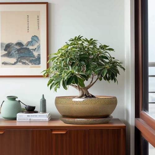 SQOWL Ceramic Bonsai Pots, 12 Inch Succulent Pots with Saucer, Brown - Image 4