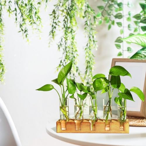 Renmxj Plant Propagation Station, Plant Terrarium with Wooden Stand - Image 3
