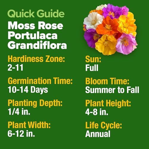 HOME GROWN Moss Rose Portulaca Seeds, 23,500+ Seeds, Portulaca grandiflora - Image 2