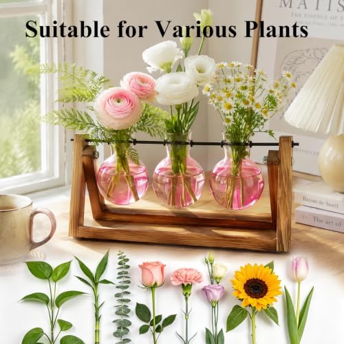 XXXFLOWER Plant Terrarium Kit with Wooden Stand 3 Gradient Pink Bulb Vases - Image 6