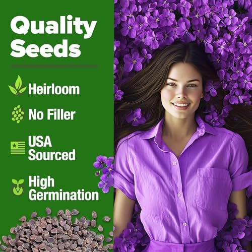 HOME GROWN Aubrieta Rock Cress Purple Seeds, 300 Seeds, Aubrieta deltoidea - Image 2