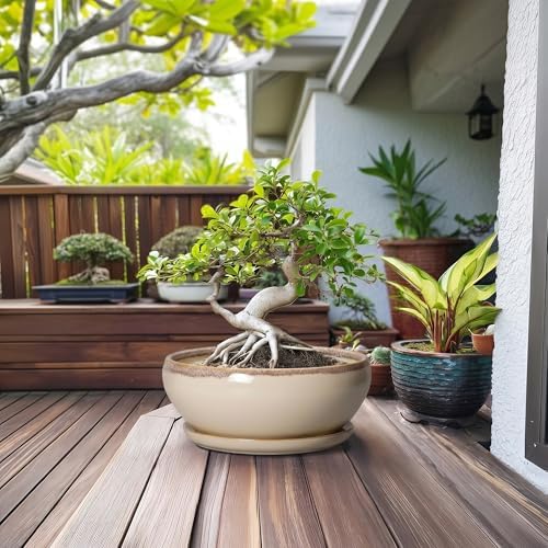 SQOWL Bonsai Pots 12 Inch, Ceramic Succulent Planters with Saucer, Beige - Image 3
