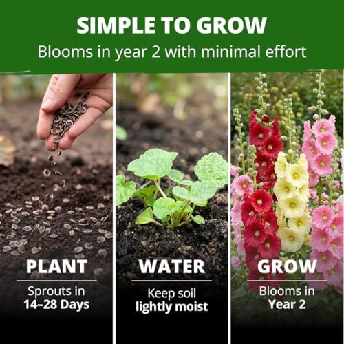HOME GROWN Hollyhock Single Mix 3000 Flower Seeds 1 oz - Image 4
