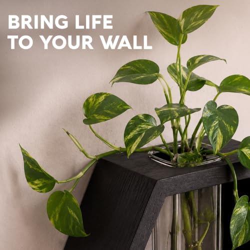 AVERGO Wall Plant Decor (2-Pack), Black Wood Indoor Wall Planter - Image 2