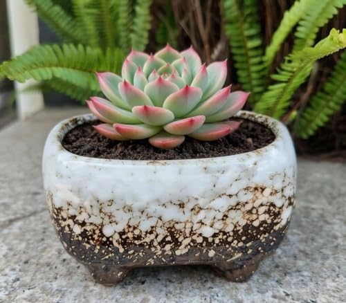 Cute 4.7 Inch Rectangle Ceramic Home Garden Decoration Succulent Cactus Flower Pots Container -Plant Not Included (White) - Image 2