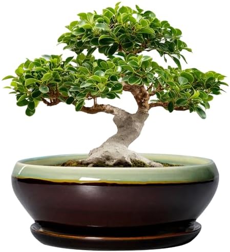 SQOWL Bonsai Pots 12 Inch - Large Ceramic Pots for Succulents with Drainage Hole and Saucer, Shallow Planter for Indoor Plants Outdoor, Round Planter Bowl, Office Decor, Gifts for Women, Green-Brown by SQOWL
