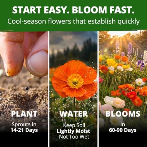 HOME GROWN Iceland Poppy 3500 Flower Seeds Papaver nudicaule - Image 3